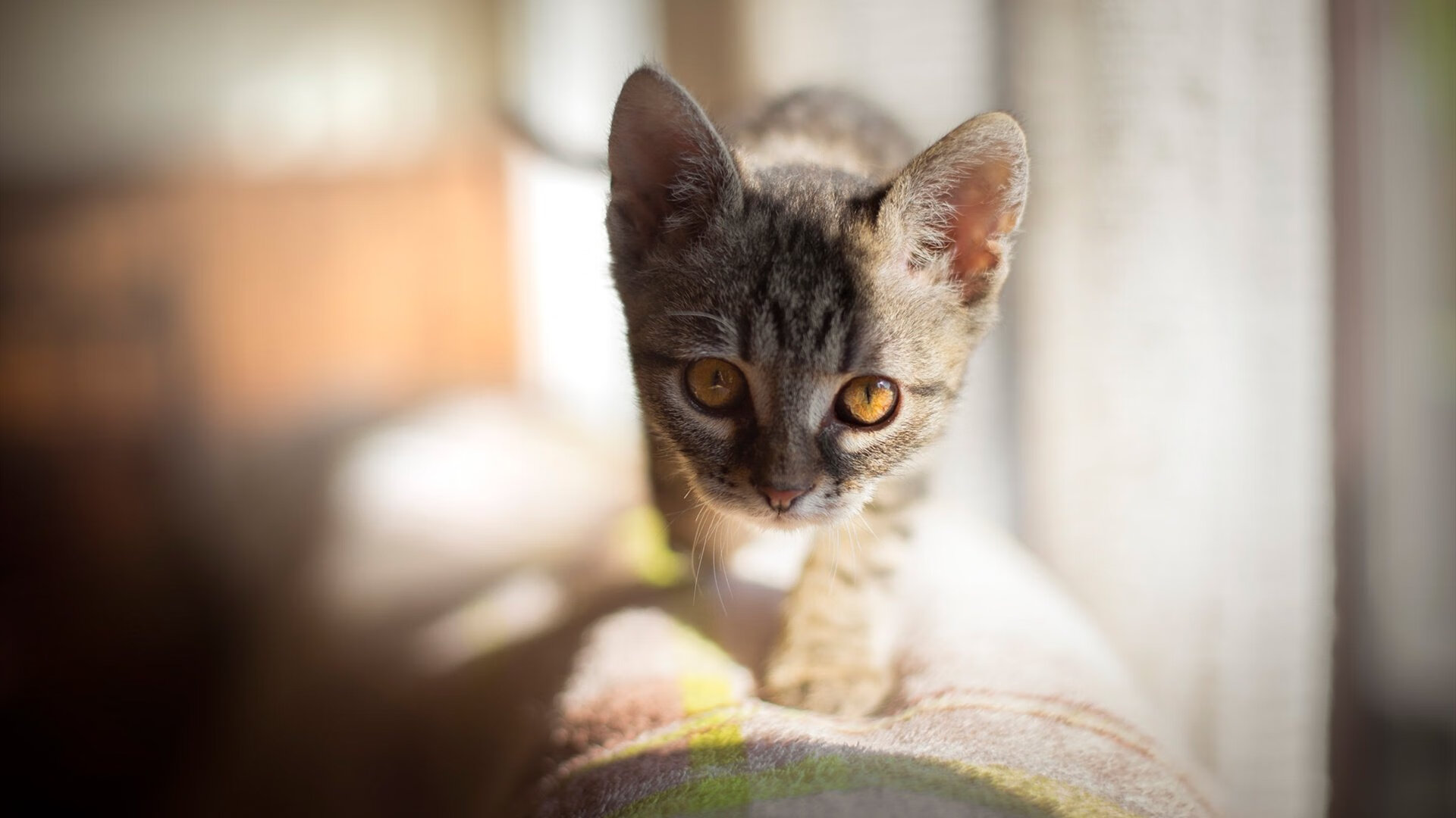 辽篮横扫猛龙，福克斯35分点燃全场