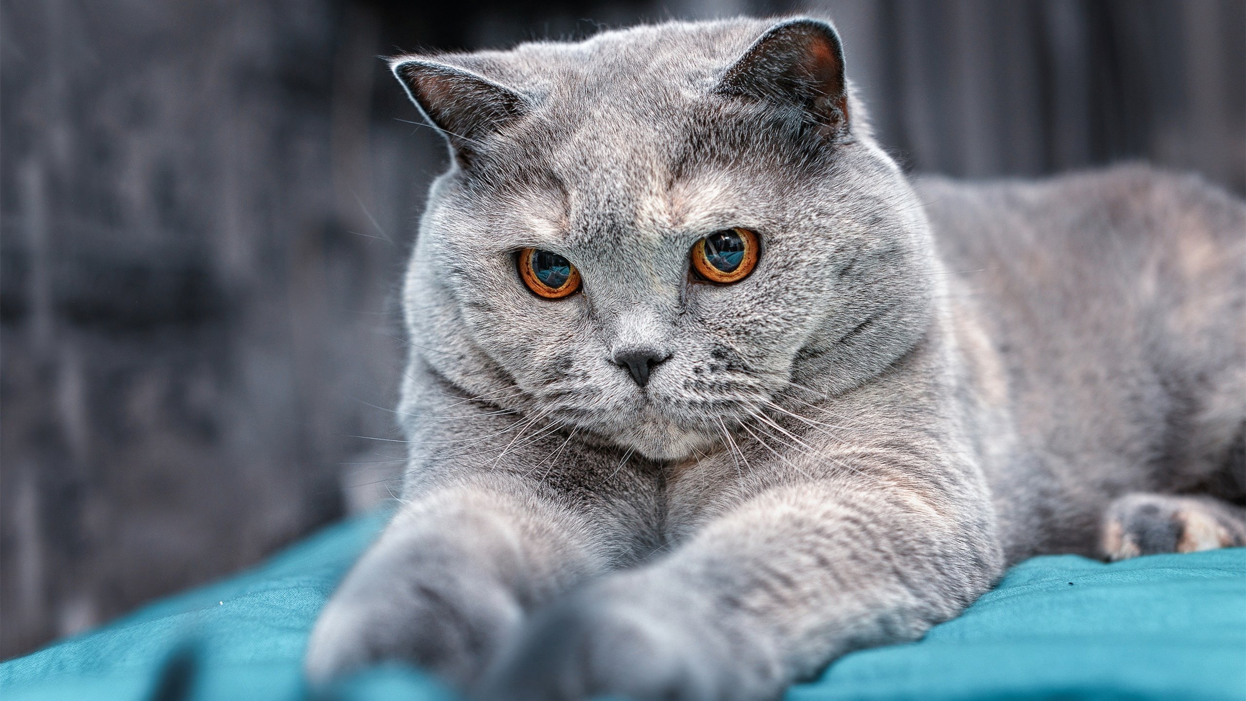 双线奇迹，瑞典军团绿茵横扫，梁靖崑球台孤胆制胜—同一天的两场征服