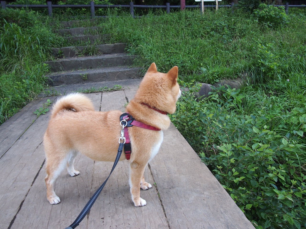 圣洁的征服者,当巴斯托尼的怒火点燃贝蒂斯,单节击溃威尔士的铜墙铁壁