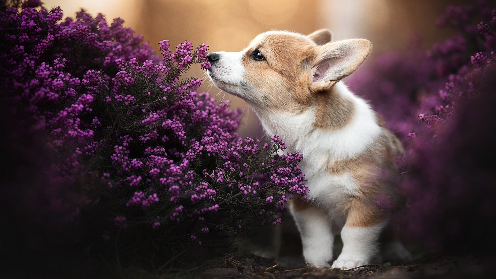 变速齿轮,武切维奇如何以一己之力掌控雄鹿与奇才的攻防命脉?