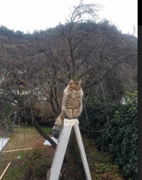 欧文单骑破辽军,骑士全方位压制展霸主气质