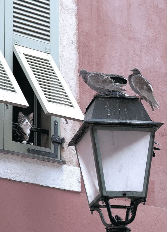 爱游戏官网-戈贝尔爆砍58分统治时空裂缝！浙江三分雨淹没雷霆，跨界大战颠覆认知