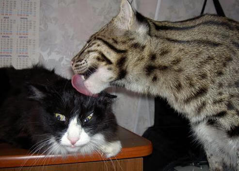 绝境之光，莫兰特撕裂防守，灰熊逆转骑士