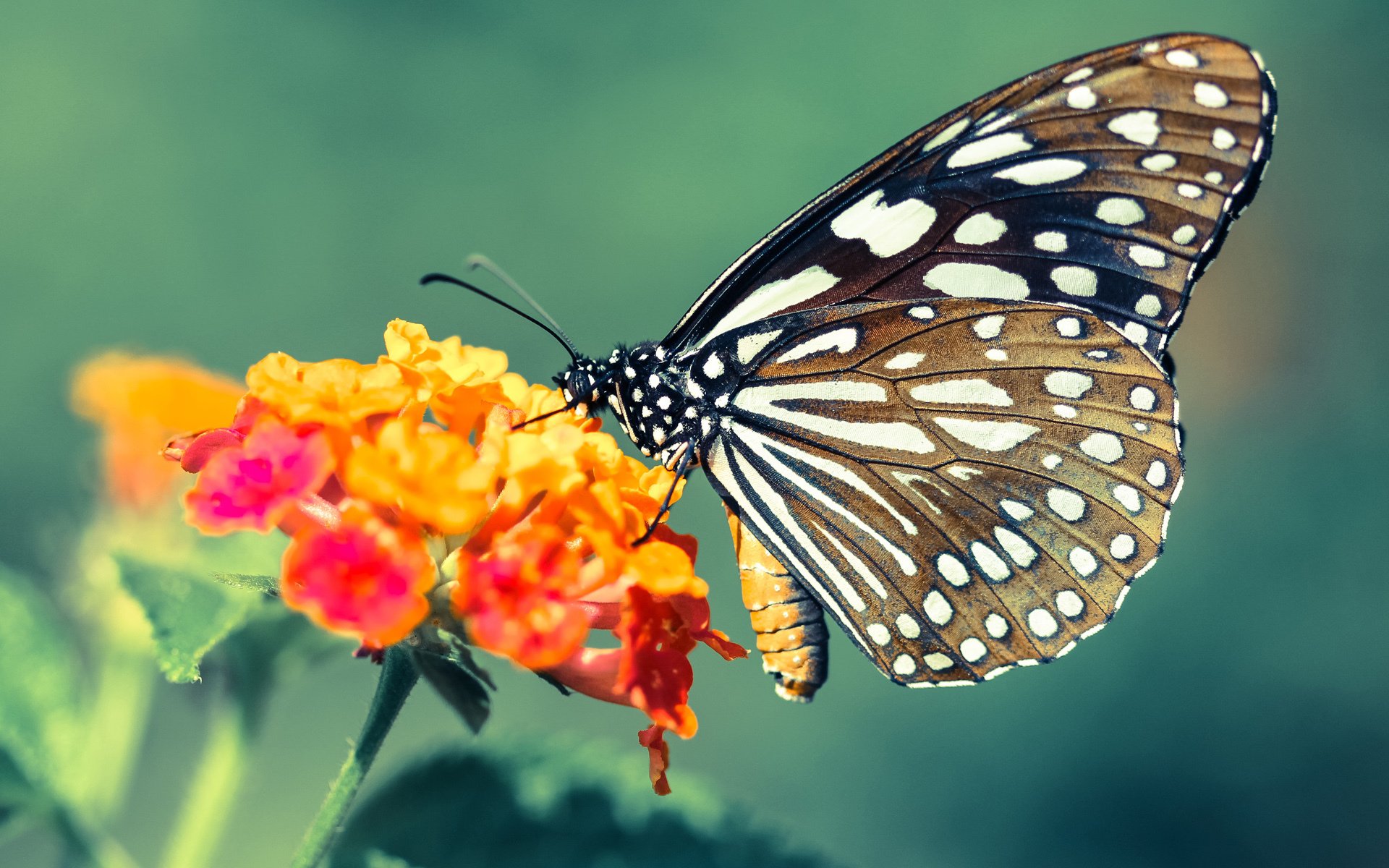 活塞破壁，当传统强队广厦倒下，英格拉姆加冕关键先生