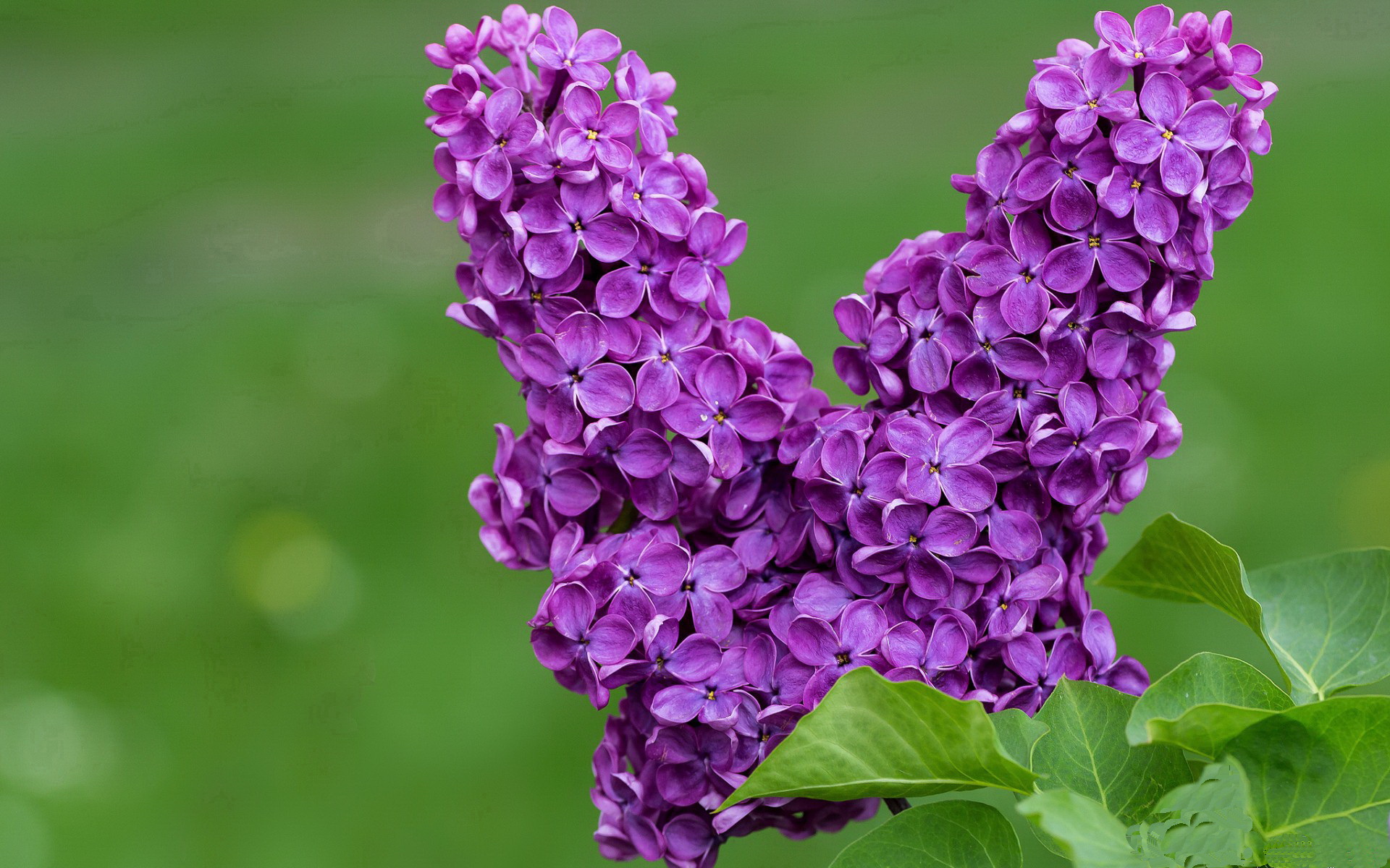 爱游戏-超越定义的夜晚，小贾伦与那场撕裂命运的五分钟