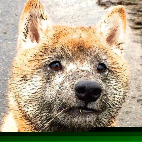 锁链与利刃，当辽宁的团队铁壁，遇见欧冠的孤星闪光