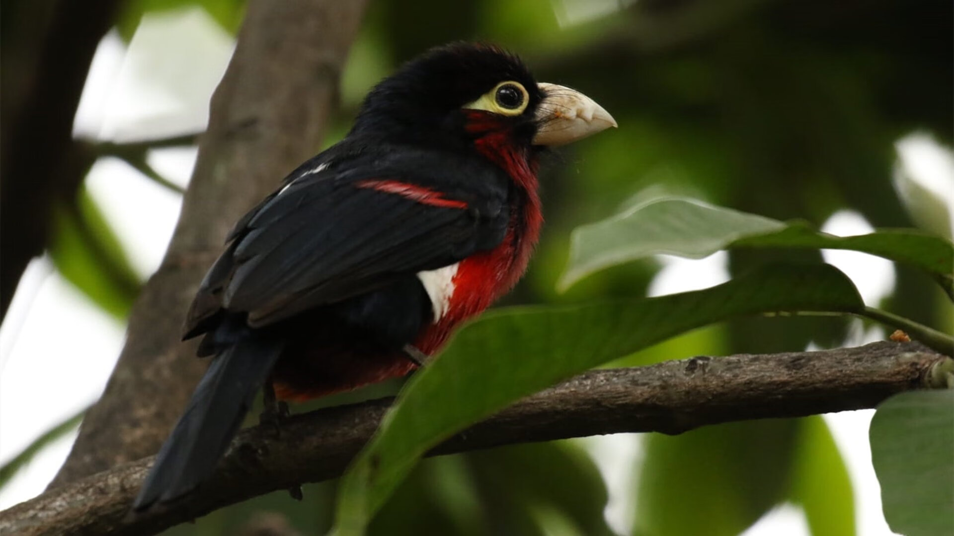 世界排名争夺战之夜，伦纳德封神之时与一段等待被打破的静默