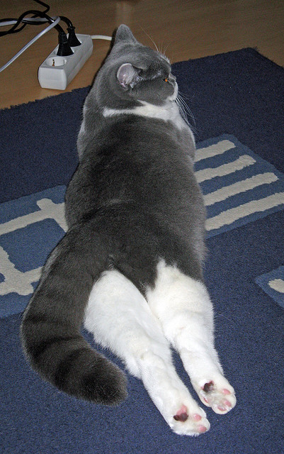 跨洋争冠战，奇才队险胜辽宁队，西亚卡姆关键一击定乾坤