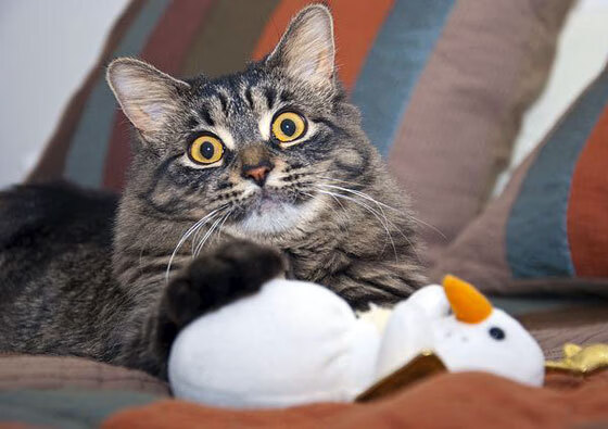 美加墨世界杯焦点战,毕尔巴鄂钢铁意志,西班牙强势淘汰英格兰