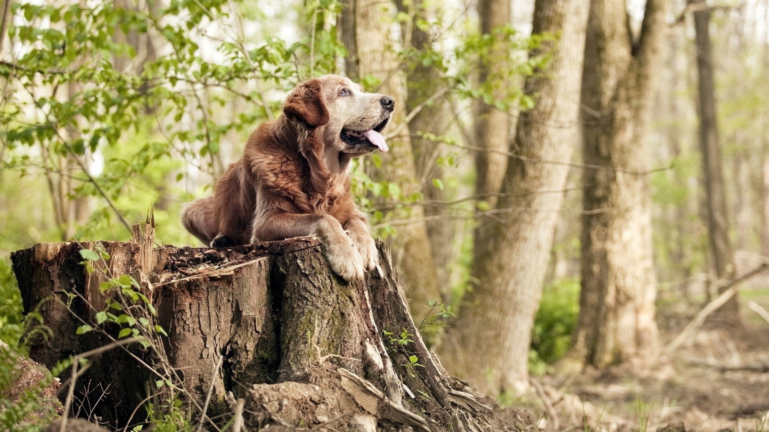 蛰伤光芒,黄蜂如何以战术纪律完胜太阳般的华丽进攻