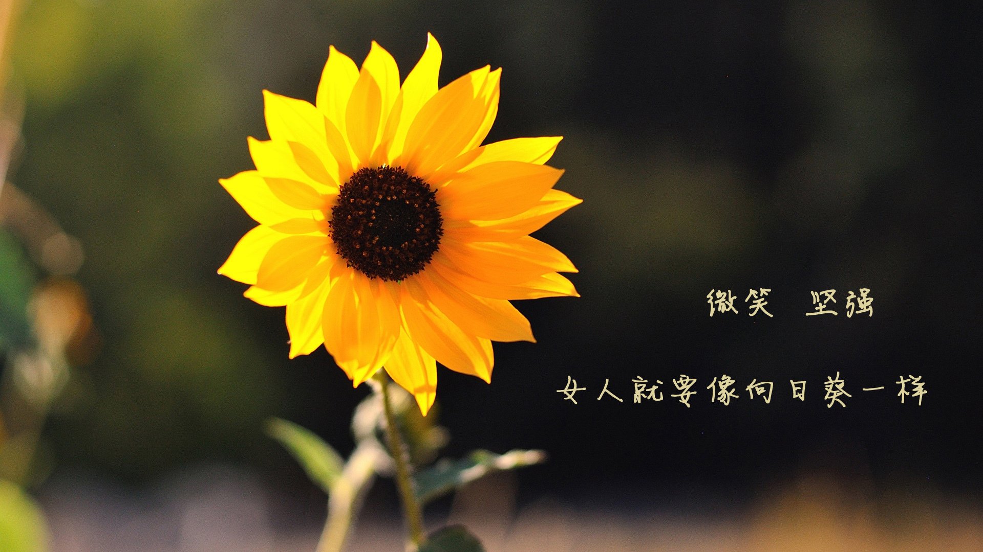 爱游戏下载-当魔术的利刃刺穿费城铠甲，联盟发现拉梅洛才是真正的隐藏BOSS