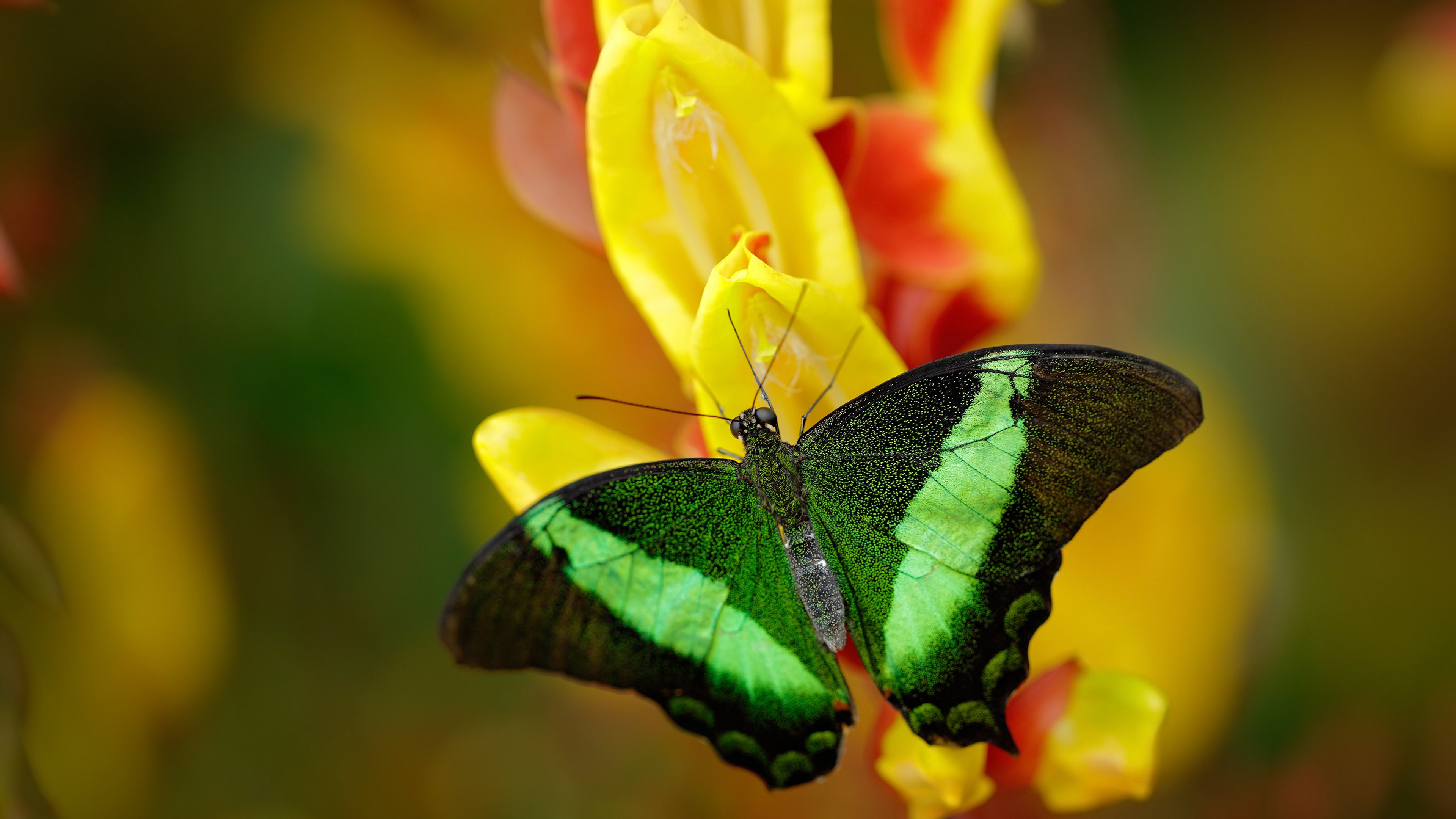 爱游戏体育-巴西幽灵披东方战袍，解码关键先生罗德里戈的中国战法