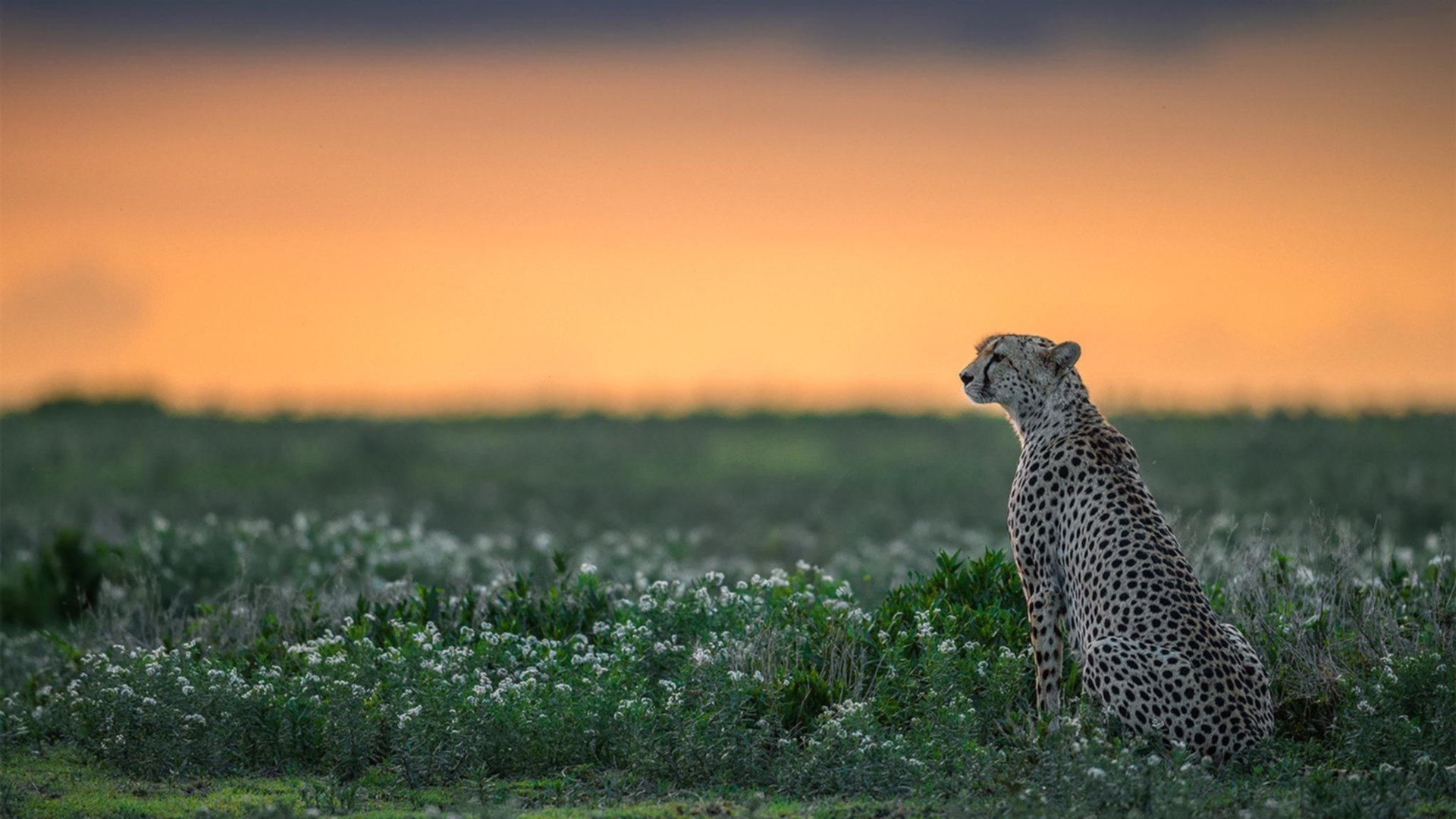 夜色硝烟,当焦点化为锋刃,巴尔韦德的永恒杀伤