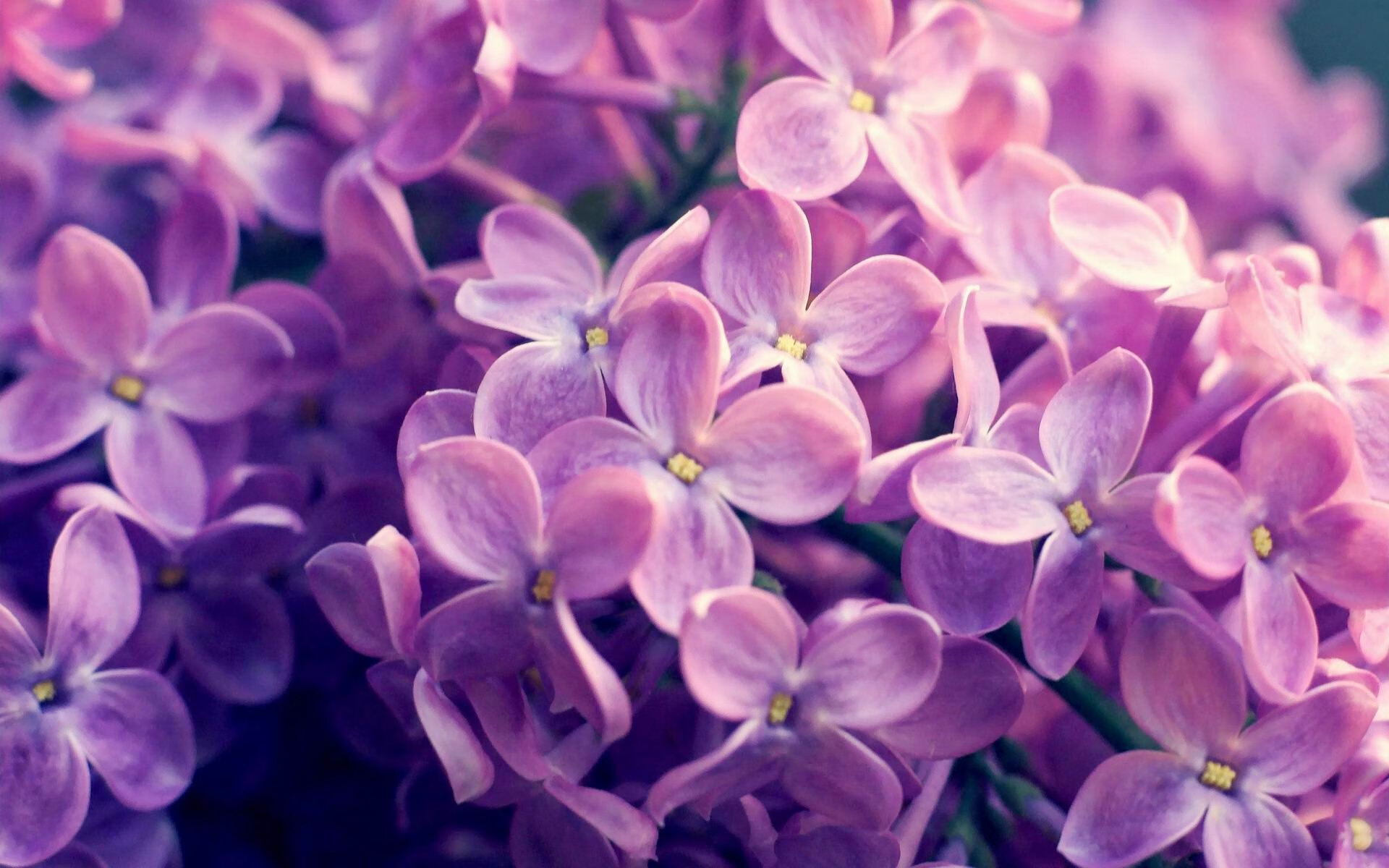 双线奏鸣，凯尔特人火力全开，欧文化身关键先生压制吉林队