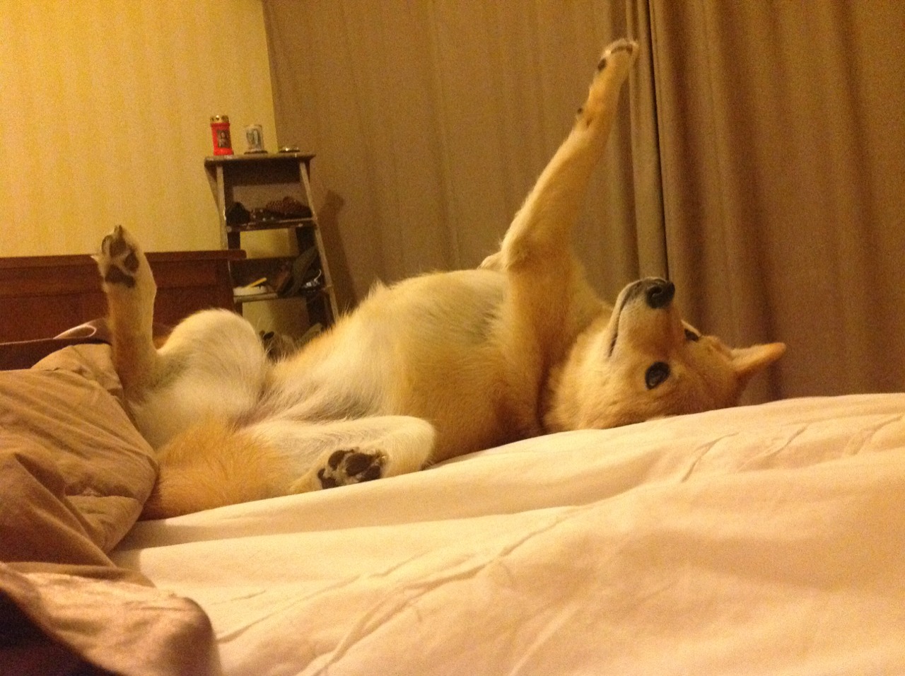 悬念提前终结！塞维利亚在2026世界杯焦点战力克韩国