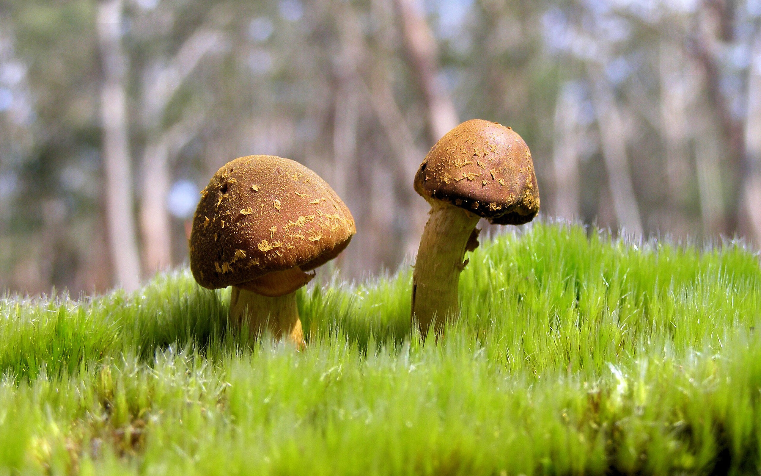 教科书式的表演,阿劳霍在秘鲁对阵土耳其的舞台上独舞