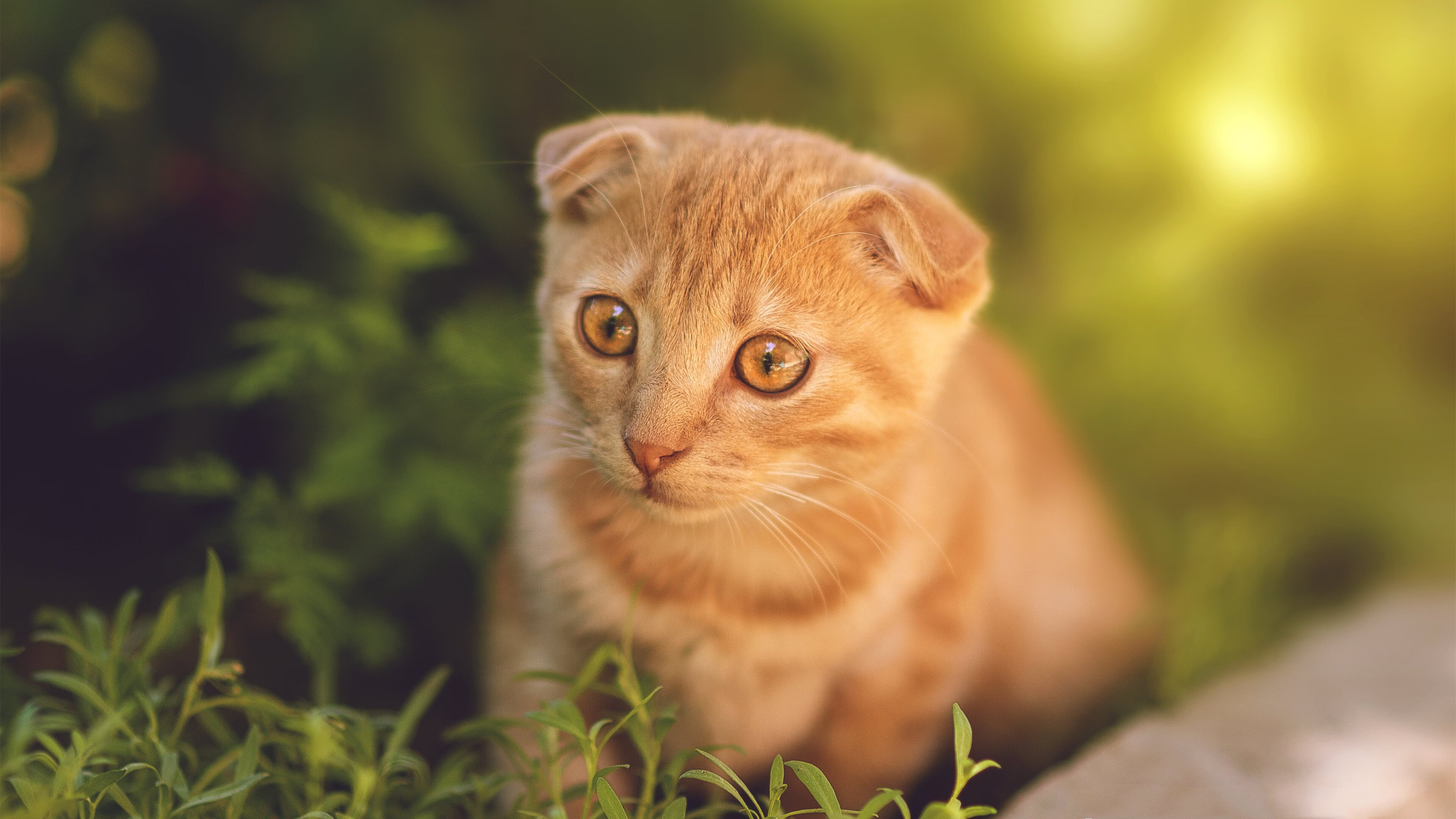 元宇宙对决,文班亚马如何用F1思维在篮球场接管比赛