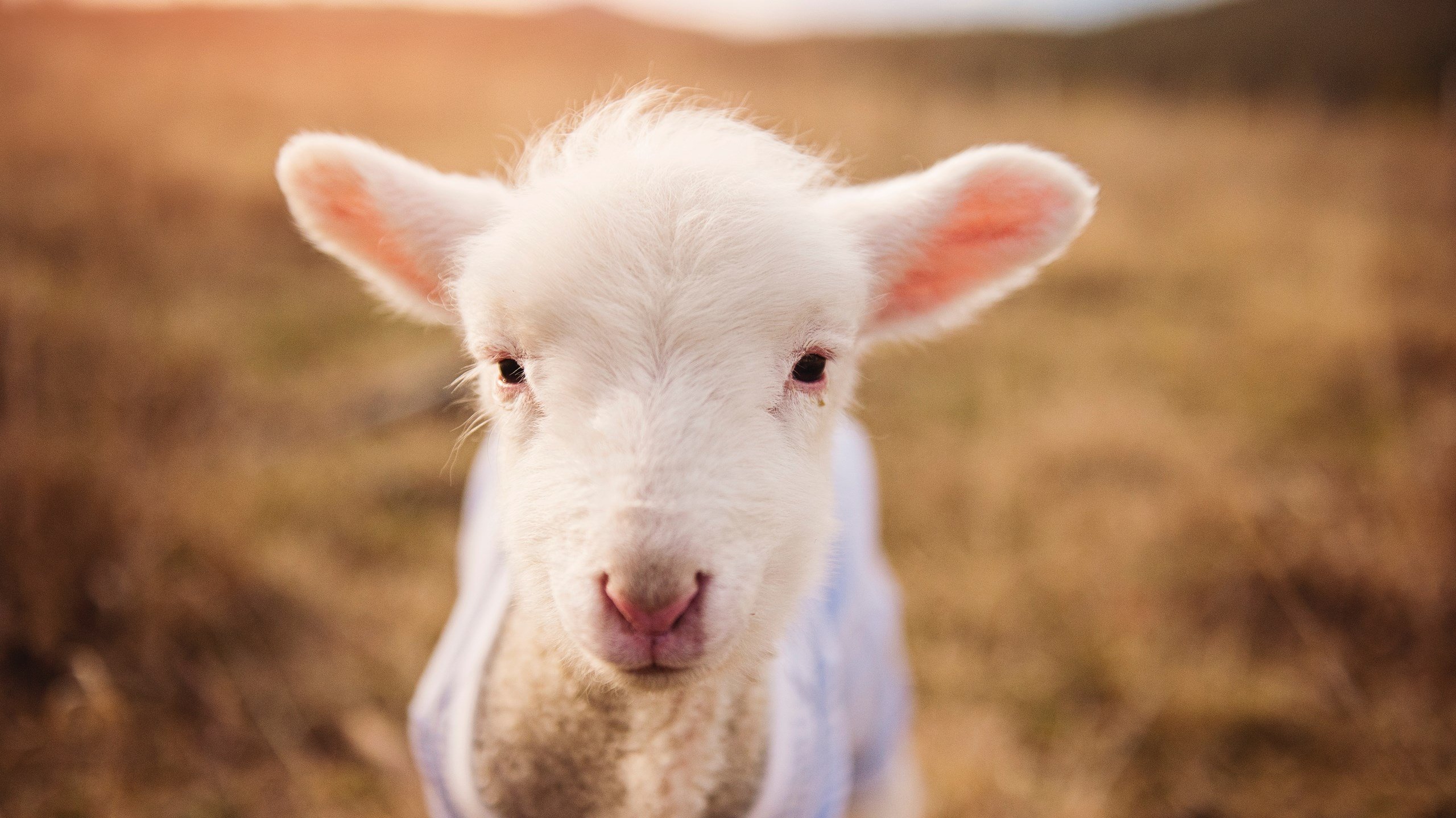 艺术与钢铁的对决,佛罗伦萨用控球窒息AC米兰,C罗一传一射定义关键先生