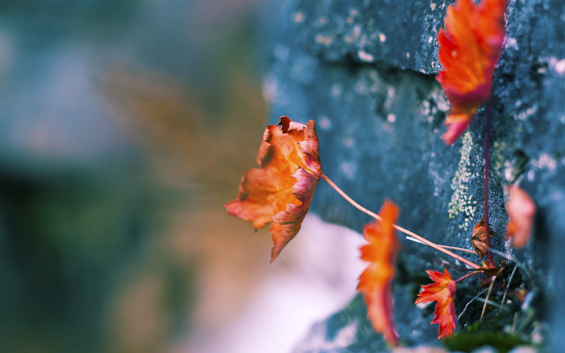 不朽的国王赞歌，拉梅洛后撤步三分绝杀北京，宣告时代降临