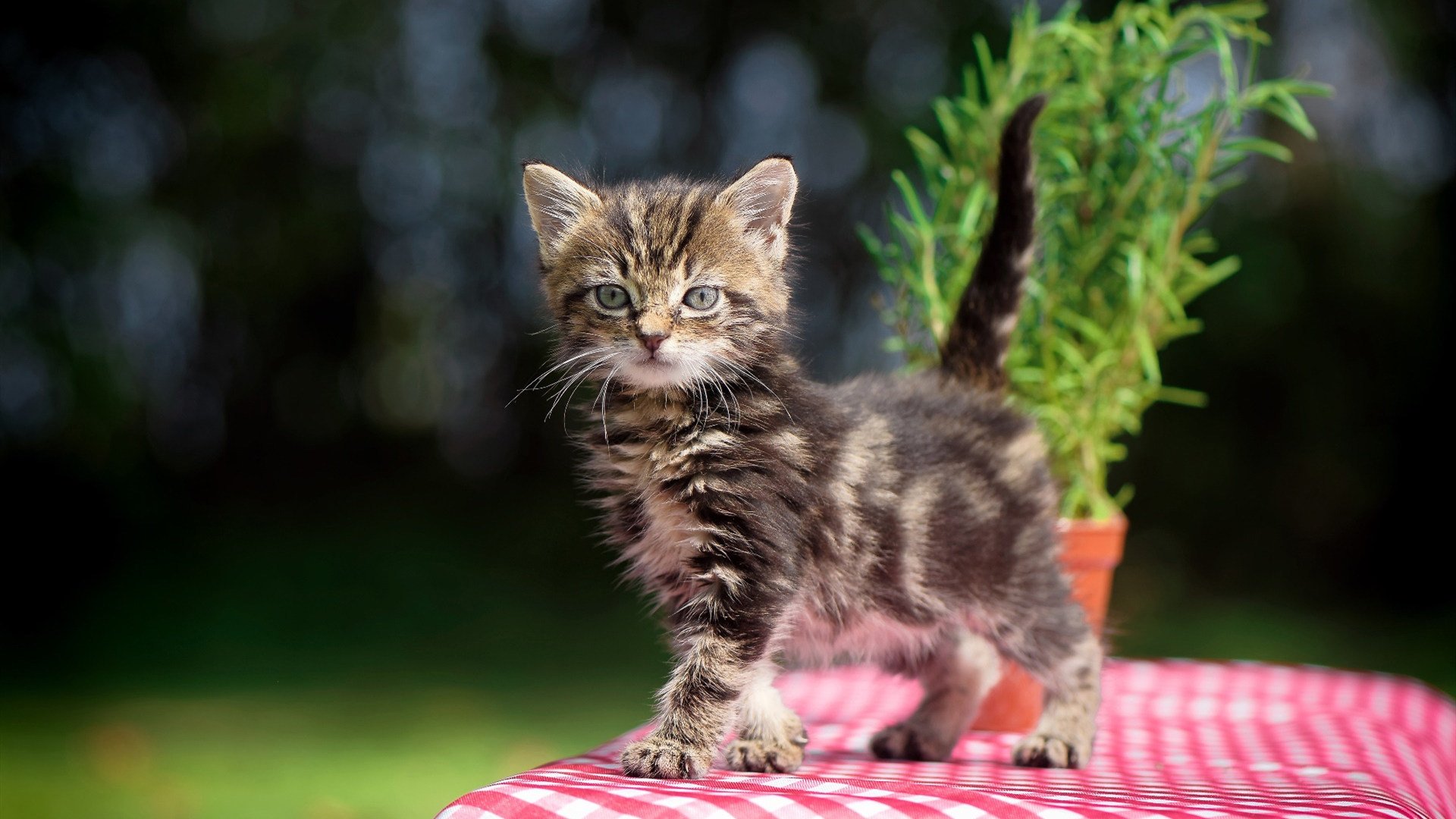 唯一性的两种诠释,当赛道轰鸣归于沉寂,而绝杀者开始呼吸