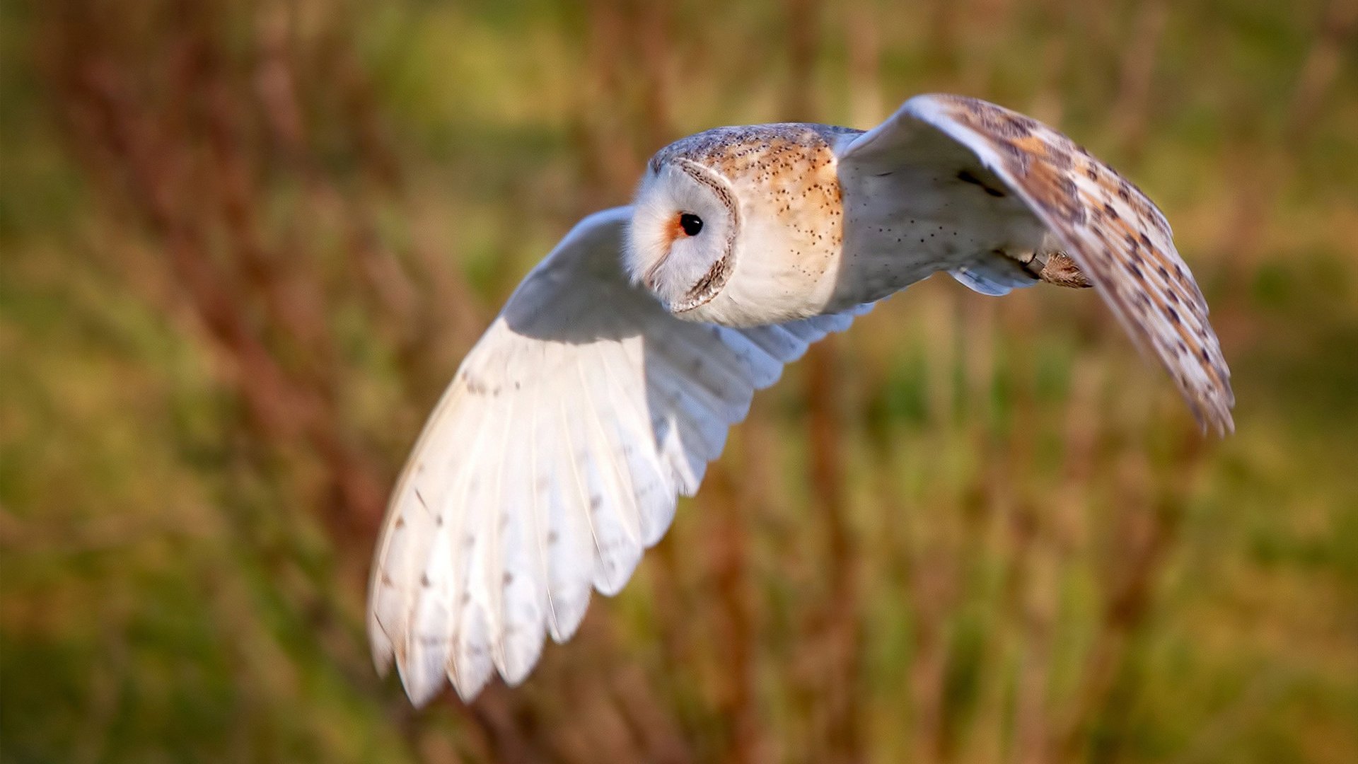 孤星耀西域,英格拉姆天神下凡,独行侠力克新疆锁定胜局